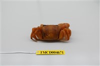 藏品(中華沙蟹)的圖片